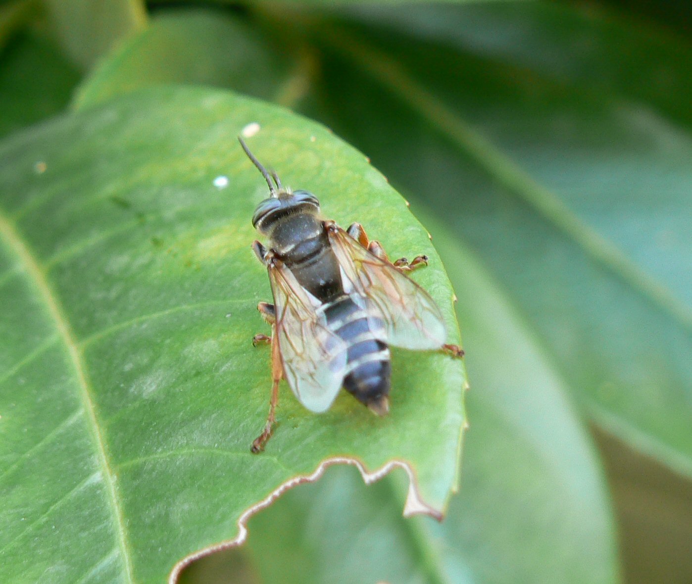 Tachytes etruscus (Crabronidae)